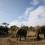 보츠와나 여행 :: 동물의 왕국! 초베국립공원 투어!(ft.아프리카 패키지 추천)