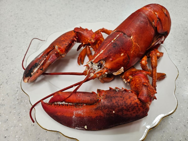 신선한 활랍스터로 맛있는 랍스타 요리 랍스터 손질 하는법 : 네이버 블로그