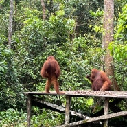 🦧오랑우탄보러 깔리만딴 정글트립 2일차 생생일지 인도네시아 Kalimantan 여행 , Camp Leakey, 정글 트레킹, 인도네시아 정글크루즈 여행정보
