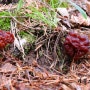 마귀곰보버섯 - Gyromitra esculenta