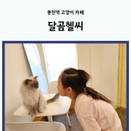 서울 은천동 아이와 함께 입장료 없는 고양이카페 달곰헬씨 다녀왔어요