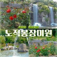 서울 근교 장미 노적봉 장미원 폭포공원