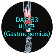 마두재활 DAY-33 비복근(Gastrocnemius) 운정재활