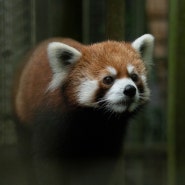 대만 타이베이 동물원 레서판다 Lesser Panda 일본 하마마쓰 동물원에서 온 미라이 未來