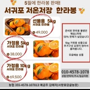 5월에 선물로 인기좋은 한라봉을 소개합니다