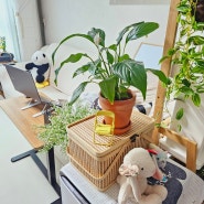 스파트필름키우기 그늘 반음지에서 키우기 쉬운 실내공기정화 식물
