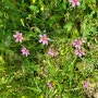 곱고 우아한 야생화, 등심붓꽃이 피었습니다(부산 북구 기찻길 산책로)