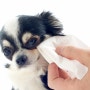 강아지 결막염 원인, 반려동물에게 눈물 자국이 생기는 이유