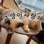 [서울/명동]귀여운 고양이들과 함께 힐링이 가능한 고양이카페 ‘고양이사랑채’