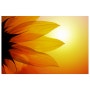 해바라기 [Sunflower] ⓒ 남인근