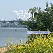 서울 축제 5월 가볼 만한 곳 서래섬 | 2024 한강 서래섬 유채꽃 축제 유채찬란