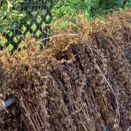 5월에 심는 텃밭작물 참깨 심는시기 슈퍼안산 참깨 파종 모종 재배법