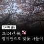 [드리머 일상] 2024년 봄, 장지천으로 벚꽃 나들이