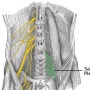 <신경계통 nervous system> 말초신경계통 PNS - 엉치신경얼기 sacral plexus (L5 ~ S5)