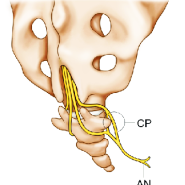<신경계통 nervous system> 말초신경계통 PNS - 꼬리신경얼기 coccygeal plexus (S4 ~ C0)