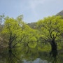 청송여행 주산지 주차장 명성휴게소식당(매점,민박)