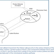 [청각해부생리학]중추청각신경계(Central Auditory Nerve System)_내측슬상체(Medial Geniculate Body)