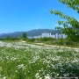 [김해::공원] 대동 생태체육공원 샤스타데이지 꽃, 5월 부산 근교 데이트, 꽃축제, 주차장