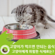 고양이가 먹으면 안되는 음식_고양이에게 위험한 식재료 알아보기