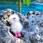 부산 광안리 소품샵 코지모지 내돈내산 투어 아기자기한 키위새 키링이 한가득!