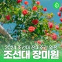 조선대 장미축제 '2024 장미주간' 일정은?