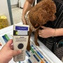 미국 뉴욕으로 가는 동물검역 절차를 진행한 푸들 쿠키 : 강아지 고양이 미국 이민 여행
