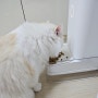 리뉴얼 밀리 고양이 자동 급식기 한 달 사용 후기