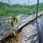 [영월나우리터] 유기농 고추 재배 - 어김없이 당한다/고라니, 벌레 그리고 냉해 /싫다