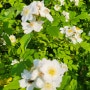 봄에 흰꽃을 피우는 찔레꽃을 아시나요?