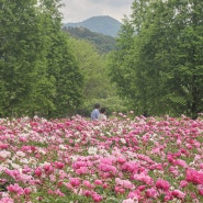 경남 합천 가볼만한곳 핫들생태공원 작약꽃