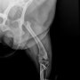 슬개골탈구 교정술-해운대조은동물병원