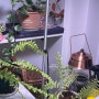 식물등 실내에서 화분 기르기 풀나옴 LED조명 (투명한 창문도 반그늘!)