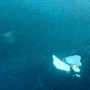 보홀 내돈내산 투어 프리다이빙 후기 나팔링 정어리 오후선셋 , 고래상어 발리카삭 거북이