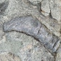 왜 포항에서 공룡화석이 잘 보존된 상태로 발견되고 있는가? 바로 해저층에서 산소가 차단되고 석회암지역에서 잘보존되어 있기때문입니다. 그 과학적인 증거가 이것입니다. 광협보석갤러리카