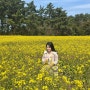 제주도 애월 여행 필수 코스 유채꽃밭이 유명한 "항파두리 항몽 유적지"