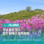 [경남/합천] 경남 봄꽃 명소 합천 황매산 철쭉축제