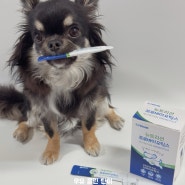 강아지 유산균 포켄스 뉴트리션 프로바이오틱스로 장건강 변비예방