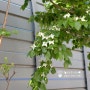 산딸나무 묘목 미산딸나무 꽃 특징 비교