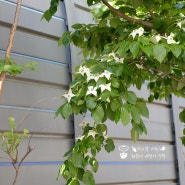 산딸나무 묘목 미산딸나무 꽃 특징 비교