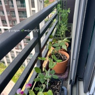 아파트 창문 난간 화분 다이소 토분 화분 화분받침 필수