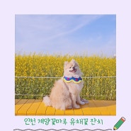 인천 유채꽃 명소 강아지와 함께 계양 꽃마루에서 제주을 느껴요