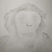 오늘의 그림연습... 5월 9일, 침팬지