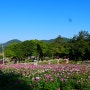 전남 진도 가볼만한곳 : 약사사 보배섬 작약꽃 축제