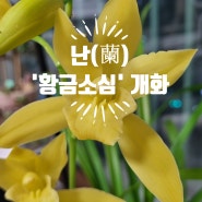 [식물생활] 난(蘭) <황금소심> 꽃, 개화 1개월 동안의 과정 2024.03.30~2024.04.27