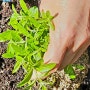 2024 절기따라 떠나는 친환경 도시농업 열매채소편 : 허브 재배법 및 활용