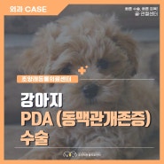 강아지 선천적 심장병 PDA(동맥관 개존증) 수술 [부산 조양래동물의료센터]