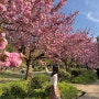아오모리 여행: 히로사키성 벚꽃 피크닉, 근처 맛집 카페 추천, 다이와 로이넷 호텔 후기