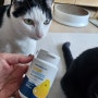 제주산 원료 고양이 유산균 영양제