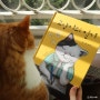 아이 어른 모두 읽기 좋은 채미지그림책 고양이의일기