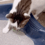 고양이 모래 추천 먼지 없는 아르르 벤토나이트 0.5mm 초슬림